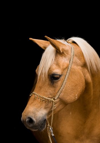 horse, portrait, mare-3449622.jpg